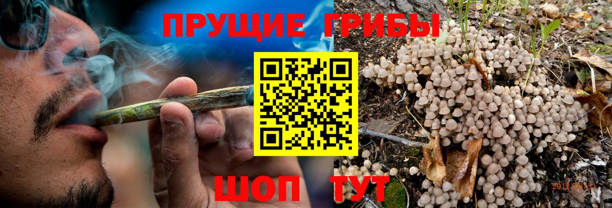 Балтийск  Псилоцибиновые грибы Psilocybine cubensis  Вход с VPN  Псилоцибиновые грибы мухоморы 