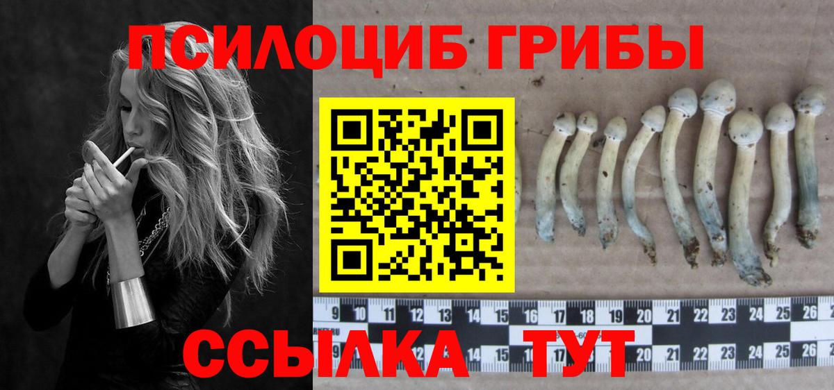 Галлюциногенные грибы прущие грибы  Балтийск  Псилоцибиновые грибы MAGIC MUSHROOMS 